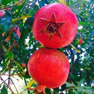 Two bright red pomegranates growing on a tree, one with a six-pointed crown visible